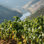 Hire a Car and Visit the best Vineyards & Wineries in all of Portugal