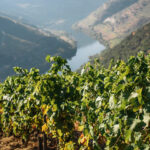 Douro Valley – the oldest demarcated wine region in the world