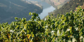 Hire a Car and Visit the best Vineyards & Wineries in all of Portugal