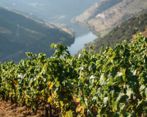 Douro Valley - the oldest demarcated wine region in the world