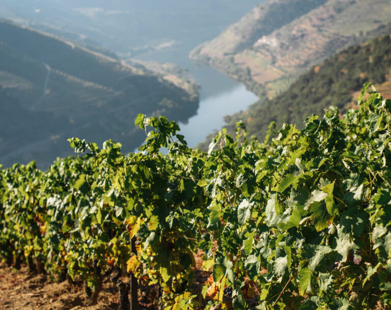 Hire a Car and Visit the best Vineyards & Wineries in all of Portugal