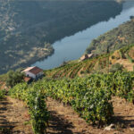 6 best vineyards & wineries to visit in the region of Douro