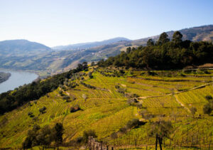 The Best Vineyards and Wineries to visit in Portugal